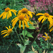 Sneezeweed Seeds - For Home Gardens Seeds