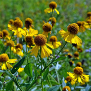 Sneezeweed Seeds - For Home Gardens Seeds
