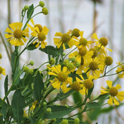 Sneezeweed Seeds - For Home Gardens Seeds