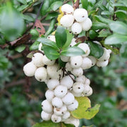 White SnowBerry Berry Seeds