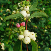 White SnowBerry Berry Seeds