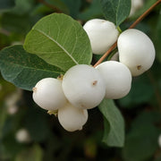 White SnowBerry Berry Seeds