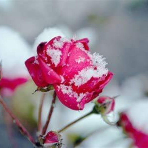 Pink Snow Rose Seeds