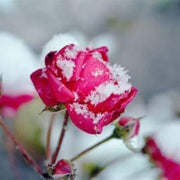 Pink Snow Rose Seeds