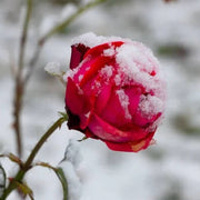 Pink Snow Rose Seeds
