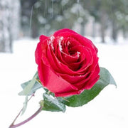 Pink Snow Rose Seeds
