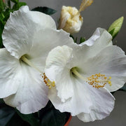Snow White Hibiscus Seeds