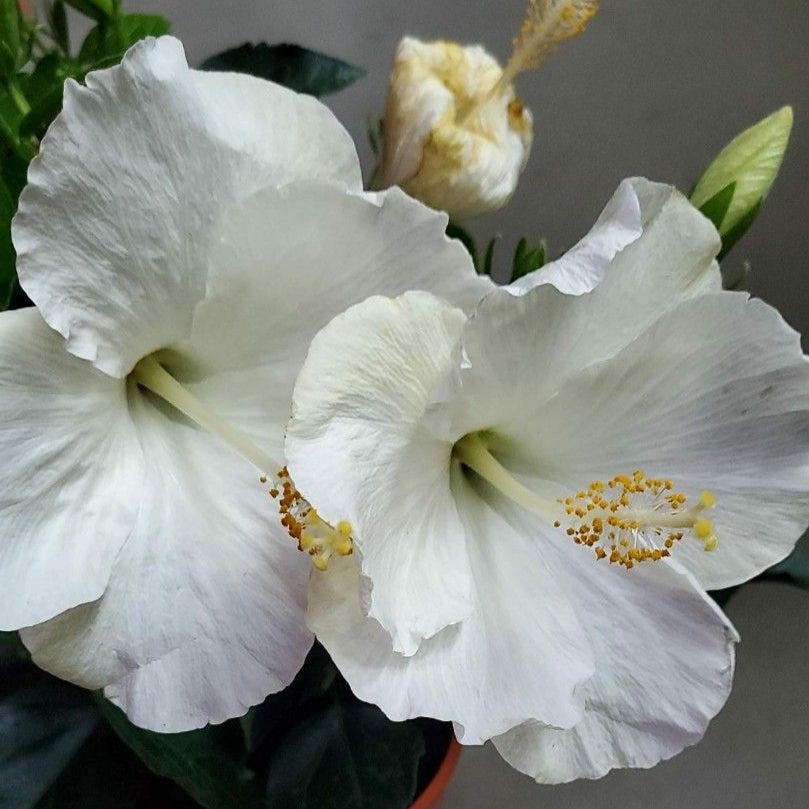 Snow White Hibiscus Seeds