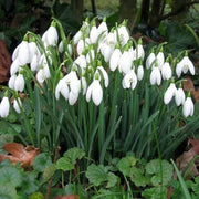 Bulb Snowdrop Seeds