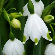 Bulb Snowdrop Seeds