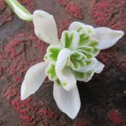 Flore Pleno Snowdrop Seeds