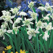 Flore Pleno Snowdrop Seeds