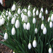 Galanthus Nivalis Snowdrop Seeds
