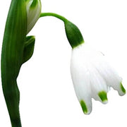 Galanthus Nivalis Snowdrop Seeds