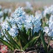 Nivalis Snowdrop Seeds