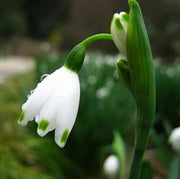 Snowdrop Seeds - All In One For Home Gardens