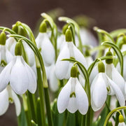 Snowdrop Seeds - All In One For Home Gardens