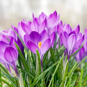 Snowdrop Seeds - All In One For Home Gardens