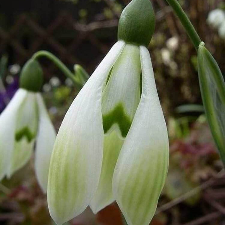 Bulb Snowdrop Seeds