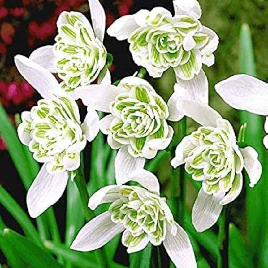 Flore Pleno Snowdrop Seeds