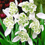 Flore Pleno Snowdrop Seeds