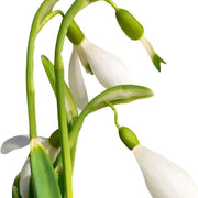 Galanthus Nivalis Snowdrop Seeds