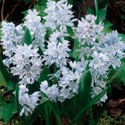 Nivalis Snowdrop Seeds