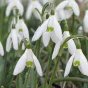 White Snowdrop Seeds