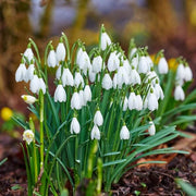 White Snowdrop Seeds