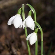 White Snowdrop Seeds