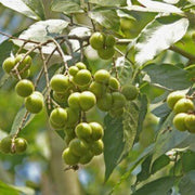 Soapberry Berry Seeds