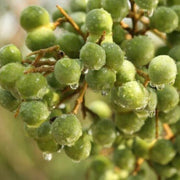 Soapberry Berry Seeds