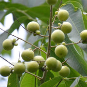 Soapberry Berry Seeds