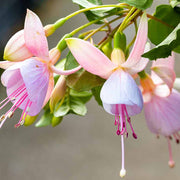 Soft Pink Fuchsia Seeds - Flower Plant