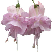 Soft Pink Fuchsia Seeds - Flower Plant