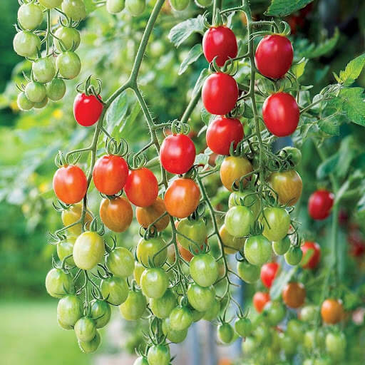 Solanum lycopersicum Seeds