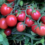 Solanum lycopersicum Seeds