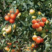 Solanum lycopersicum Seeds