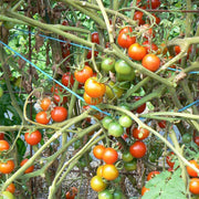 Solanum lycopersicum Seeds