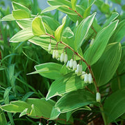 Solomon's Seal Seeds