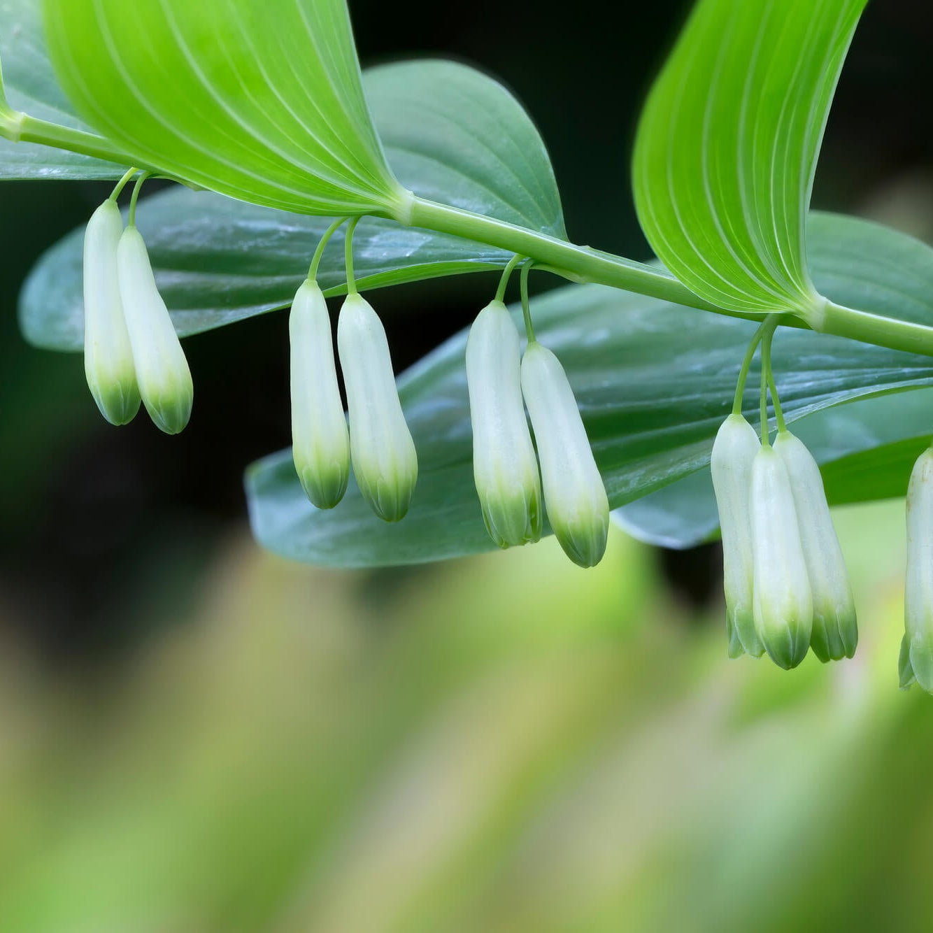 Solomon's Seal Seeds