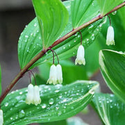 Solomon's Seal Seeds