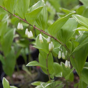 Solomon's Seal Seeds