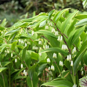 Solomon's Seal Seeds