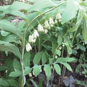 Solomon's Seal Seeds