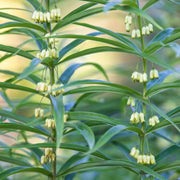 Solomon's Seal Seeds