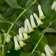 Solomon's Seal Seeds