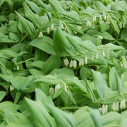 Solomon's Seal Seeds