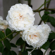 Climbing Sombreuil Rose Seeds