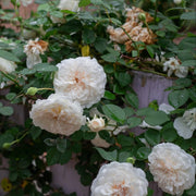 Climbing Sombreuil Rose Seeds